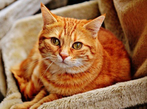 My Orange Tabby Cat Named George